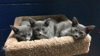 Here we have three orphaned kitties who are up for adoption! All
females around 10 weeks old, tested and vaccinated. Call
Lexington today if you or someone you know is interested!