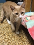 Meet Samson! He is a loveable orange tabby who loves to rub
against you at breakfast time. Samson is available for adoption
through Lexington Animal Hospital today! Give us a call!