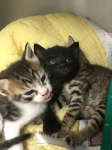 You gotta be kitten me!! This litter is too cute AND up for
adoption!
