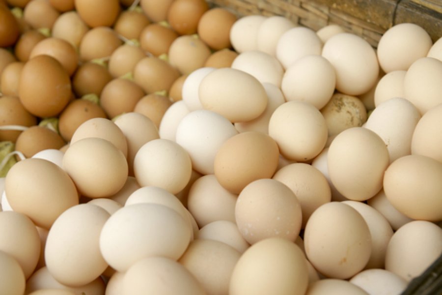 Egg Replacer